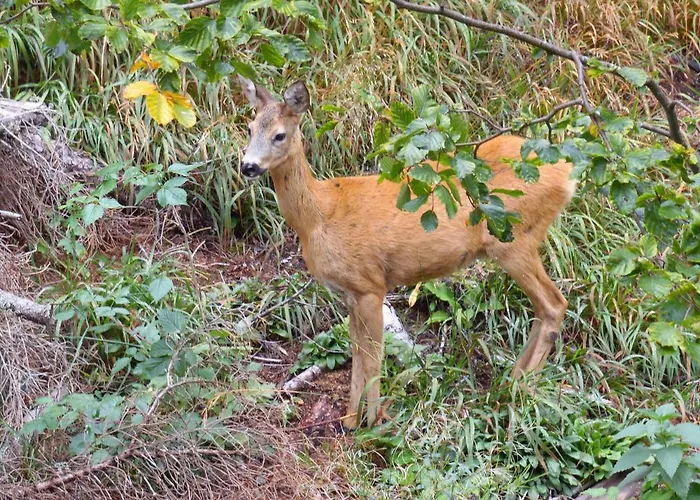 Forest Dream - Elit アパート パンポロボ