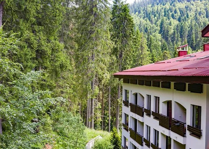 Forest Dream - Elit パンポロボ