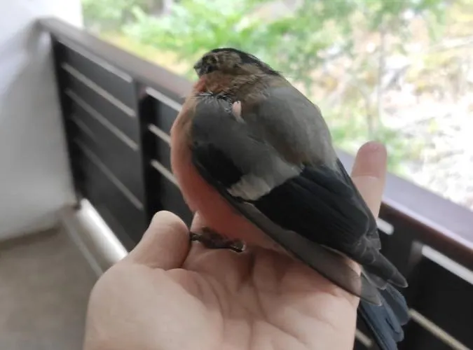 Forest Dream - Elit Apartment Pamporovo